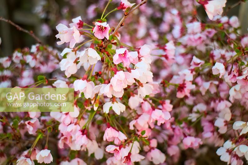 Prunus incisa 'Kojo-no-mai' - Cherry 'Kojo-no-mai'
