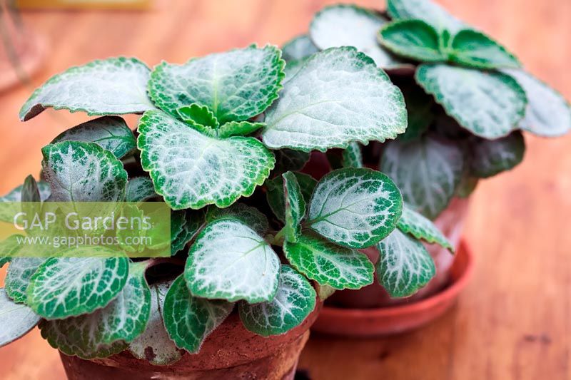 Plectranthus oertendahlii 'Uvongo' - Brazilian Coleus 'Uvongo'