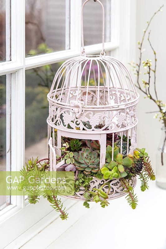 Detail of ornate birdcage planted planted with a mix of succulents hanging by window. 