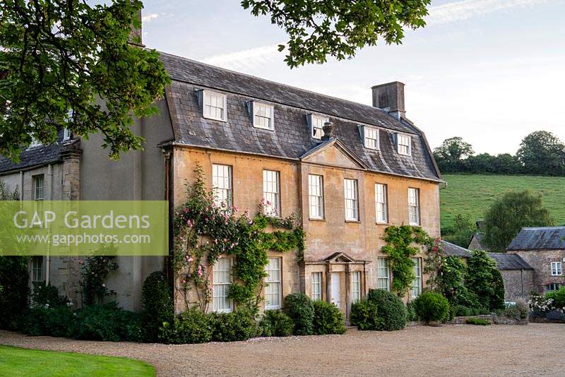 Batcombe House covered with Rosa 'Mme Caroline Testout', Rosa 'Mme Gregoire Staechelin' and Wisteria. 