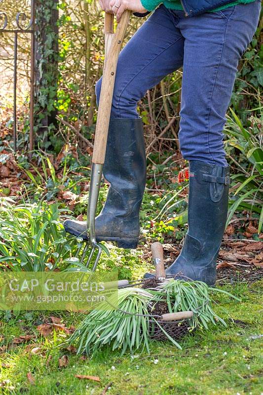 Person digging up a clump of Galanthus - Snowdrops after flowering in late winter.
