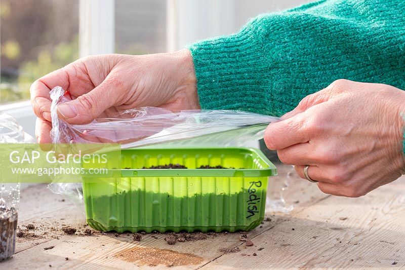 Woman adding plastic film as lid to aid germination of seeds. 