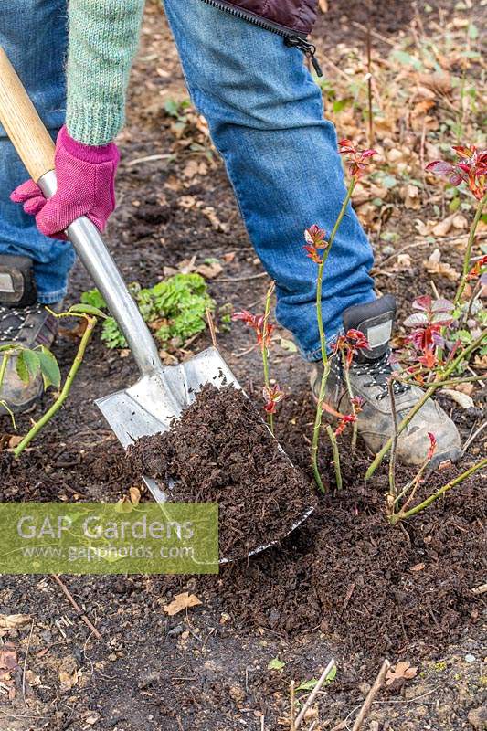 Adding well rotted manure to Rose shrubs in border with spade