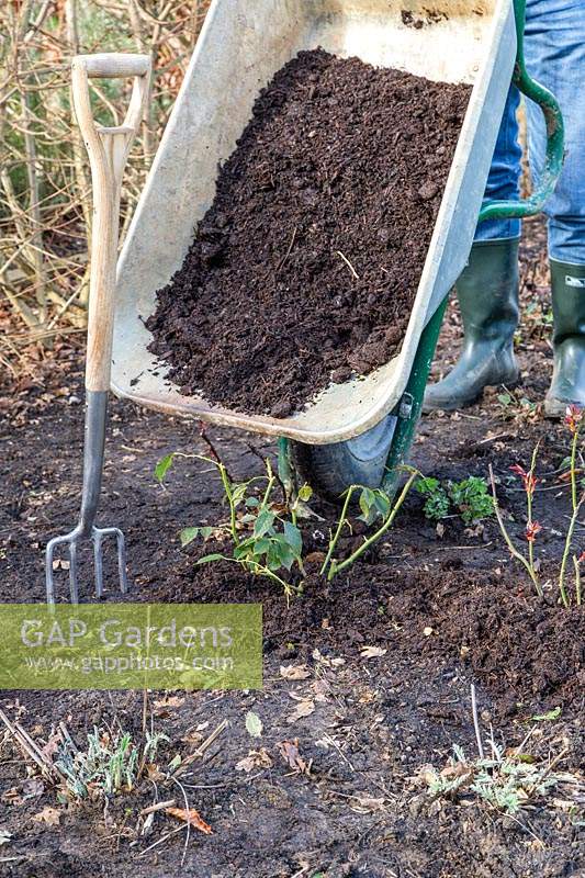 Tipping well-rotted manure from a wheelbarrow on a border containing 
Rose shrubs 
