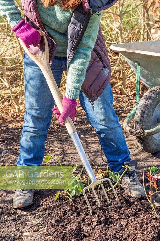 Working in well-rotted manure around Rose shrubs using a long-handled garden fork