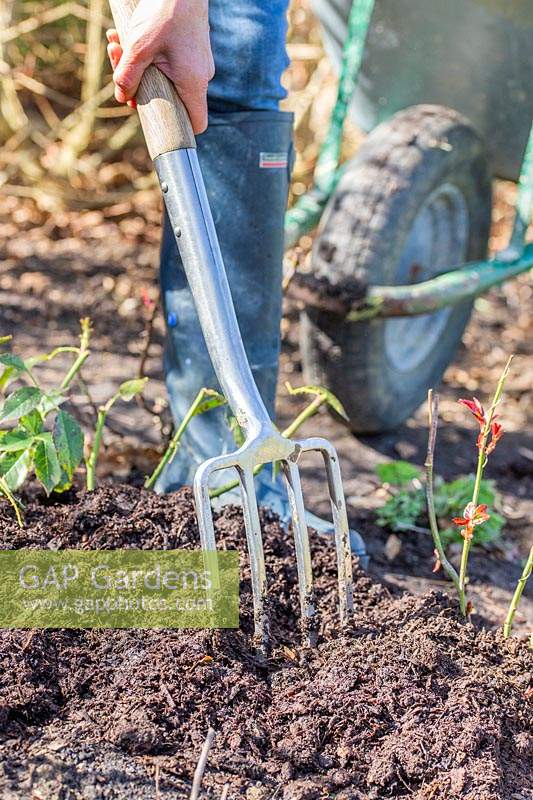 Showing use of a long-handled garden fork to lightly min in well rotted manure
 around Rose shrubs 