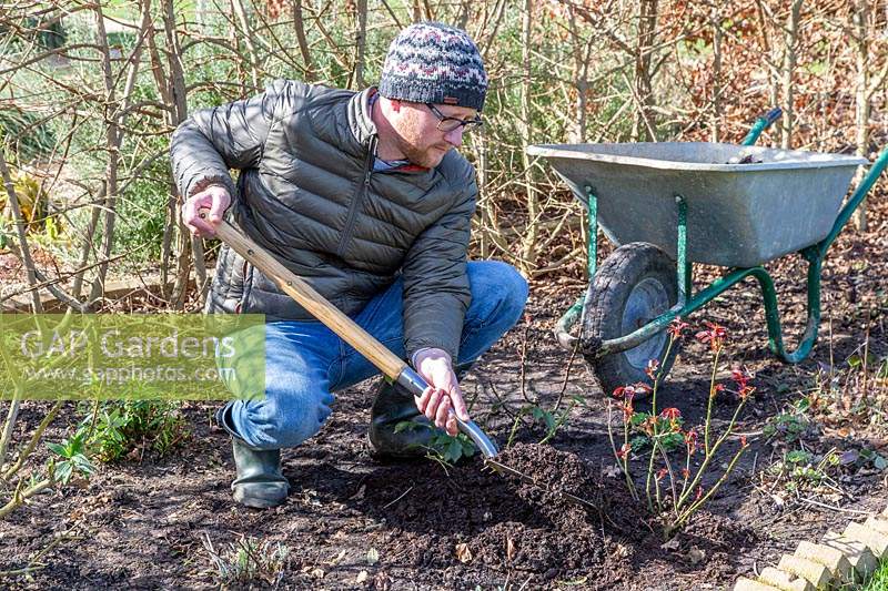 Man working in well-rotted manure around Rose shrubs with long-handled garden fork