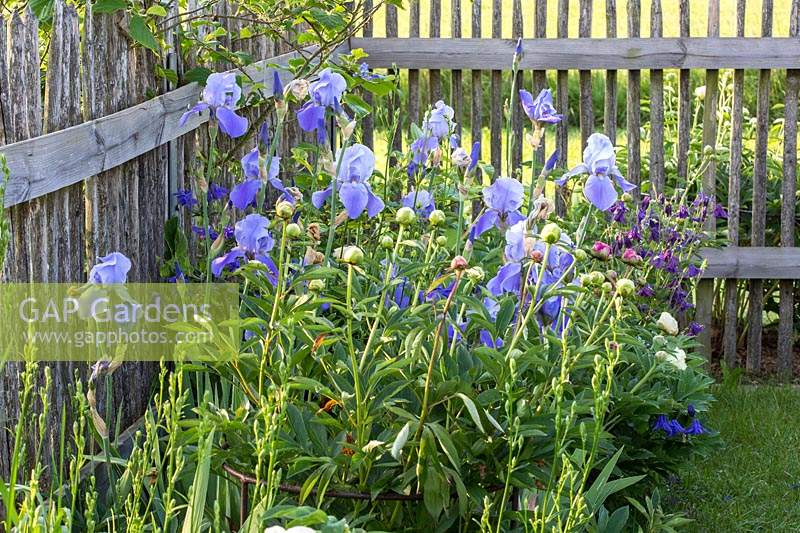 Bearded iris alternate with peonies along a wooden picket fence