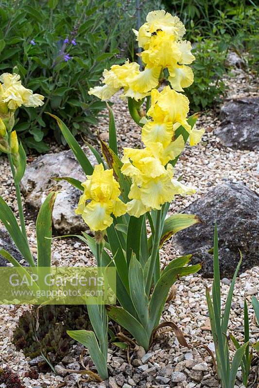 Iris barbata 'Buttered Popcorn' in gravel garden