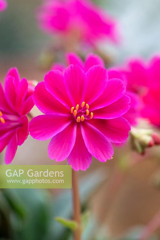 Lewisia cotyledon 'Regenbogen'- Siskiyou Lewisia 