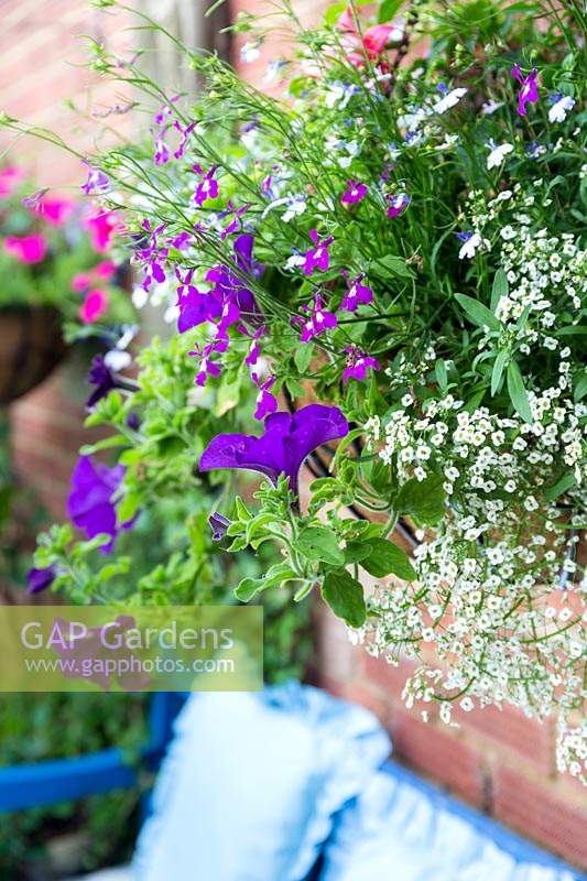 Petunias, lobelia and alyssum cascade out of a hanging basket above a 
blue-painted wooden bench with cushions