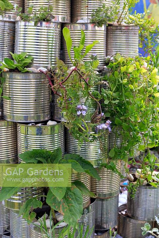 Detail of rocket-pyramid made of ribbed silver tin cans growing various plants including sunflower and marigolds. School garden, RHS Malvern Spring Festival, 2017. O Beoley -wan-Kenobi, Beoley Primary School. 