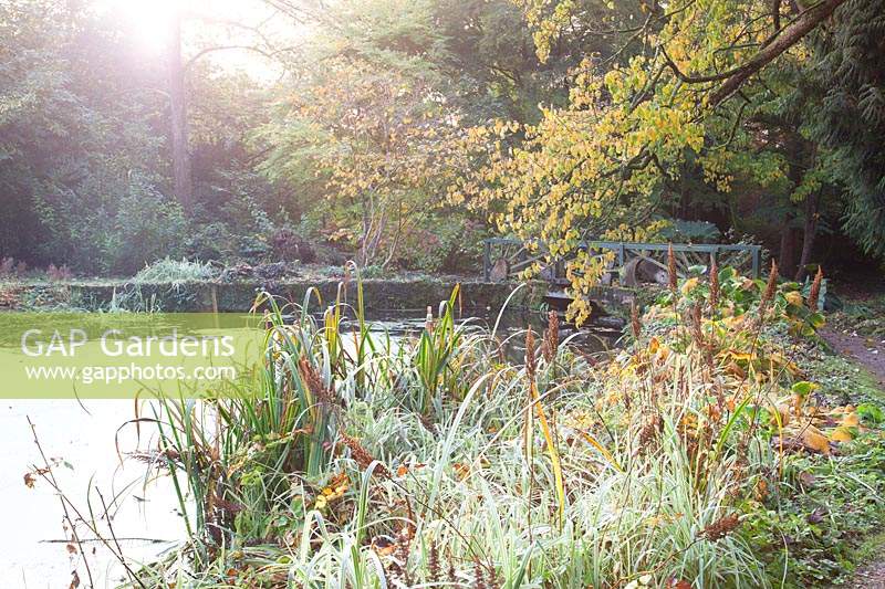 View of River Cerne, with overhanging foliage in autumn garden. Minterne Gardens, Dorset, UK.
