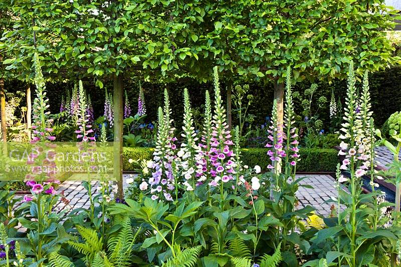 Foxgloves, Ferns and pleached Hornbeams in Support, The Husqvarna Garden. RHS Chelsea Flower Show