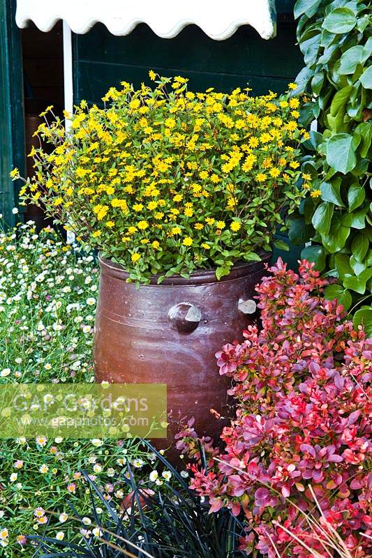 Sanvitalia speciosa in container surrounded by mixed summer planting 