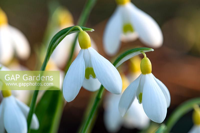 Galanthus 'Spindlestone Surprise' - Snowdrop 'Spindlestone Surprise'