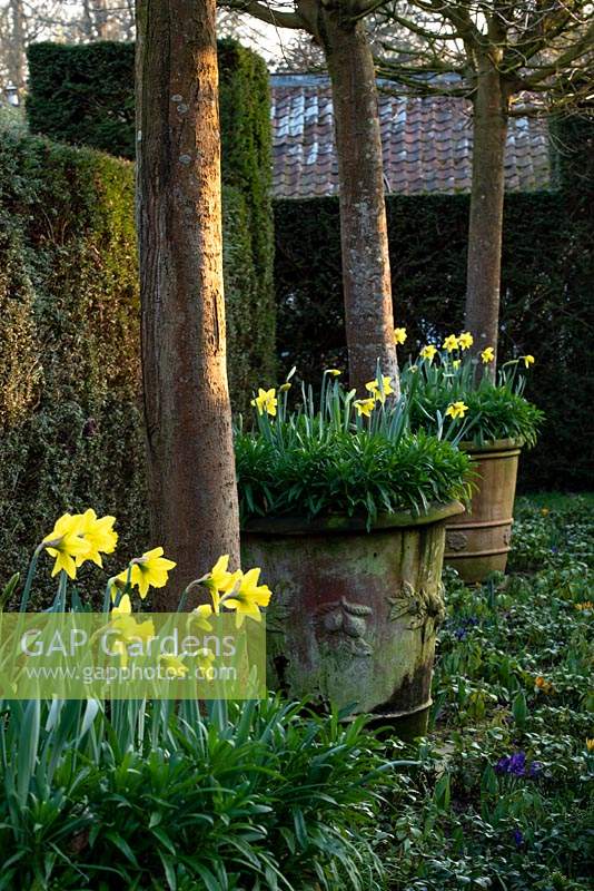 Large terracotta pots planted with Wallflowers and Narcissus are placed in between the trunks of Acer platanoides 'Globosum' - Norway maple 'Globosum'. 