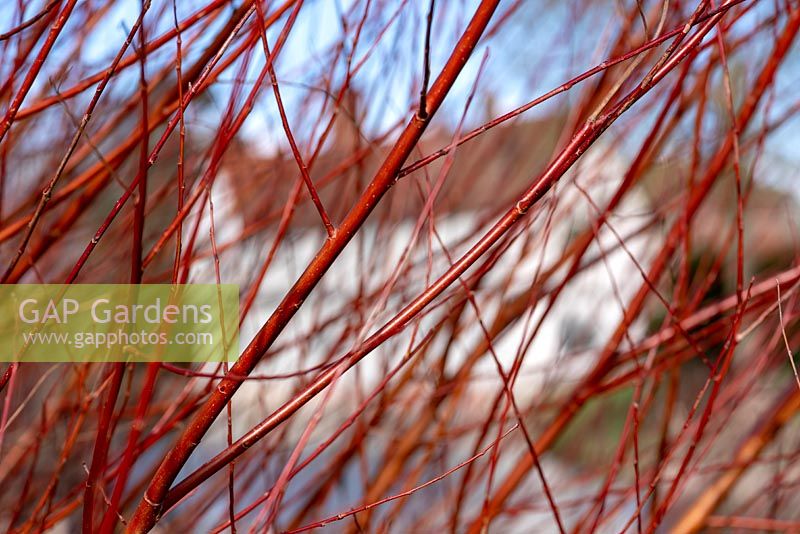 Salix alba 'Chermesina' - Red Willow 