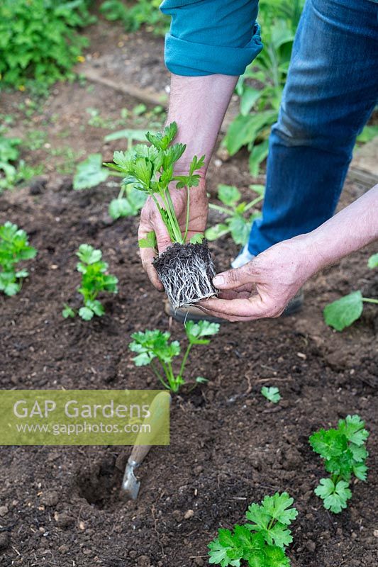 Gardener holding a young Apium graveolens var. rapaceum - Celeriac - plant
 showing roots before planting into the ground