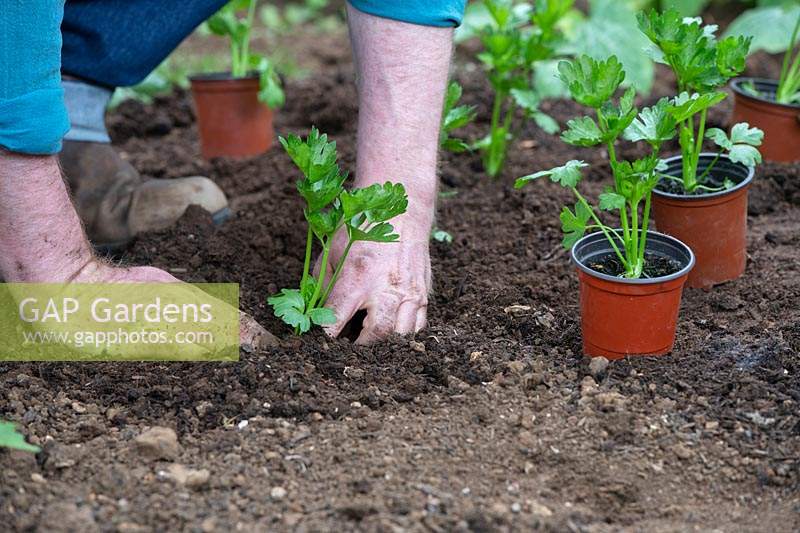 Gardener planting Apium graveolens var. rapaceum - Celeriac - plants 
into the ground