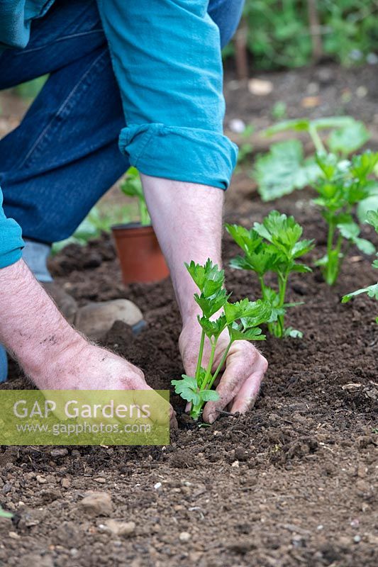 Gardener planting Apium graveolens var. rapaceum - Celeriac - plant - 
into the ground