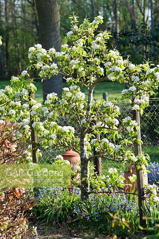 Blossoming Pyrus - Pear cordon