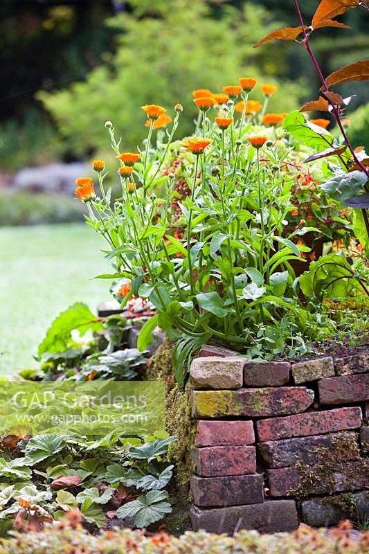 Calendula officinalis - Common Marigold growing in raised bed.