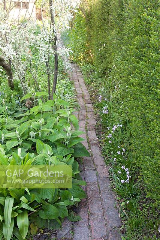 Narrow brick pathway alongside hedge and bed 
