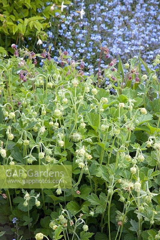 Geum rivale 'Album'