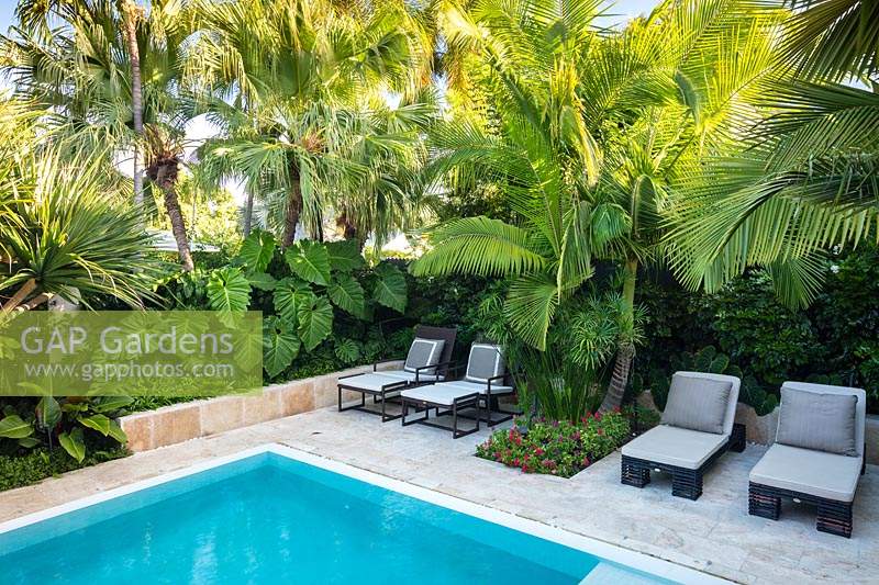 Sun loungers by swimming pool in lush, tropical garden. Florida, USA. Garden design by Craig Reynolds Landscape Architecture.
