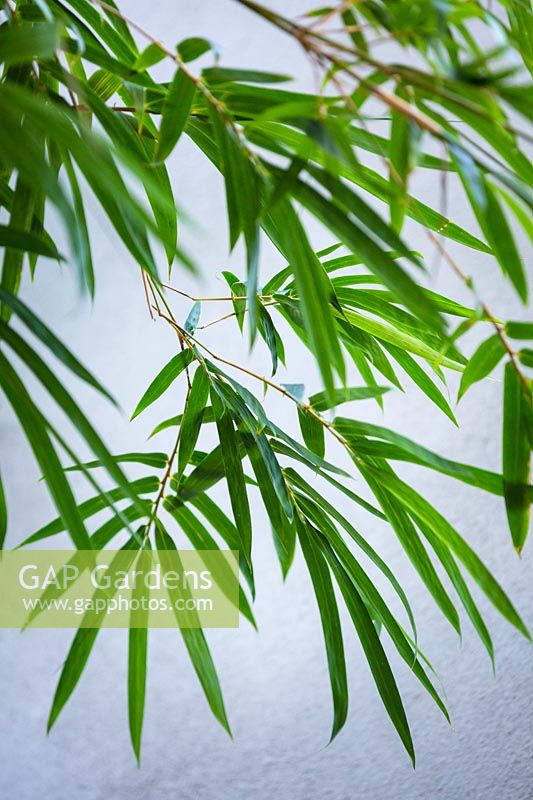 Bambusa textilis gracilis - Slender Weaver's Bamboo