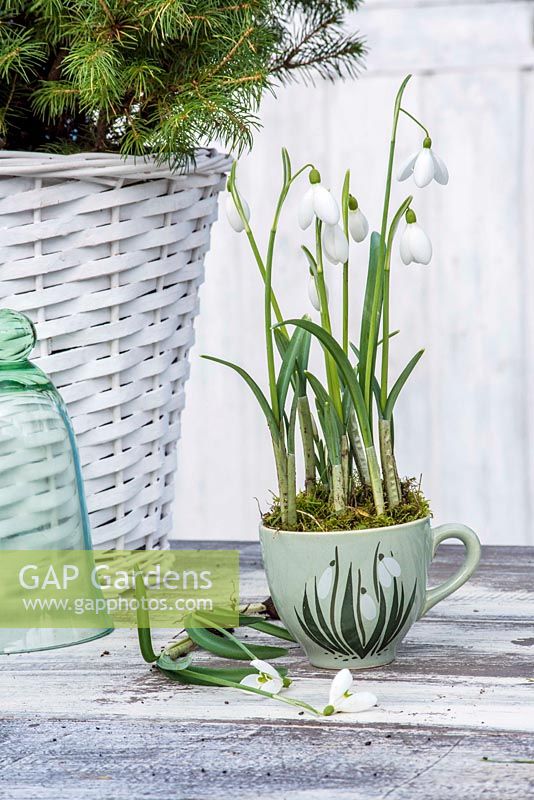 Galanthus nivalis - Snowdrops displayed in vintage 'snowdrop' teacup.
