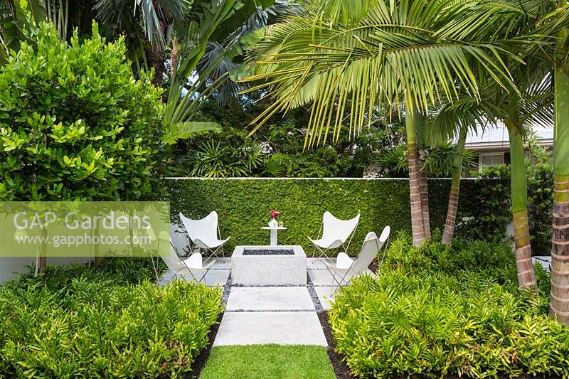 Chairs around a firepit set in paved areas of concrete slabs, planting includes: Citrus and Palms, both underplanted with Phymatosorus scolopendria
