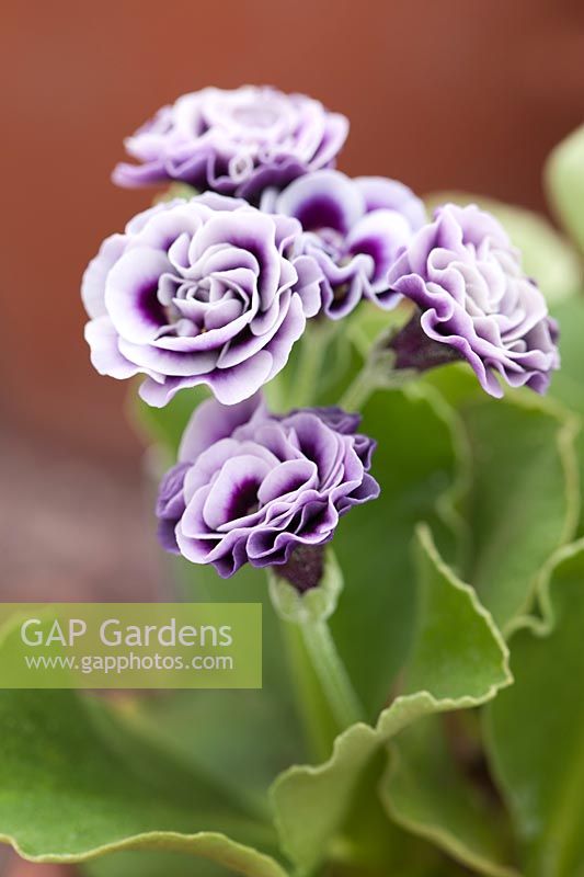 Primula auricula 'Judy Borman' - Auricula 'Judy Borman'