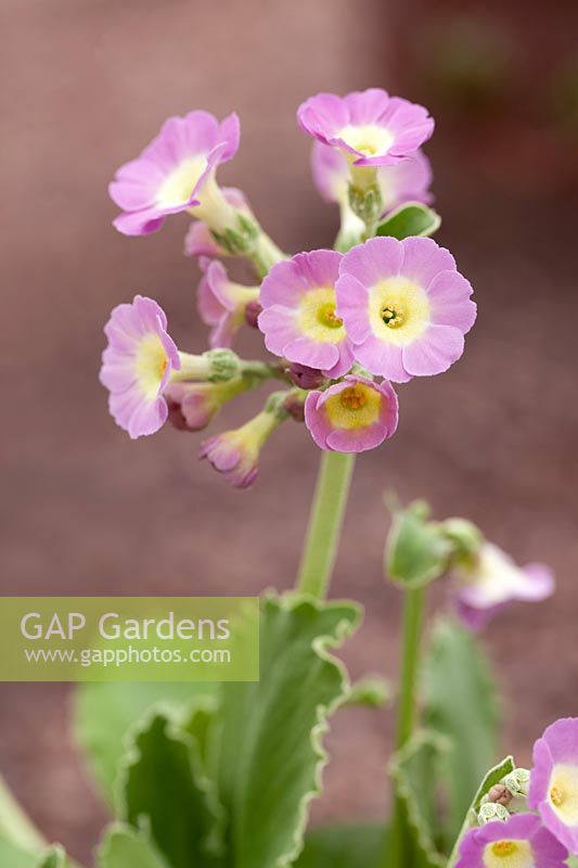 Primula auricula 'Powder Puff' - Auricula 'Powder Puff'