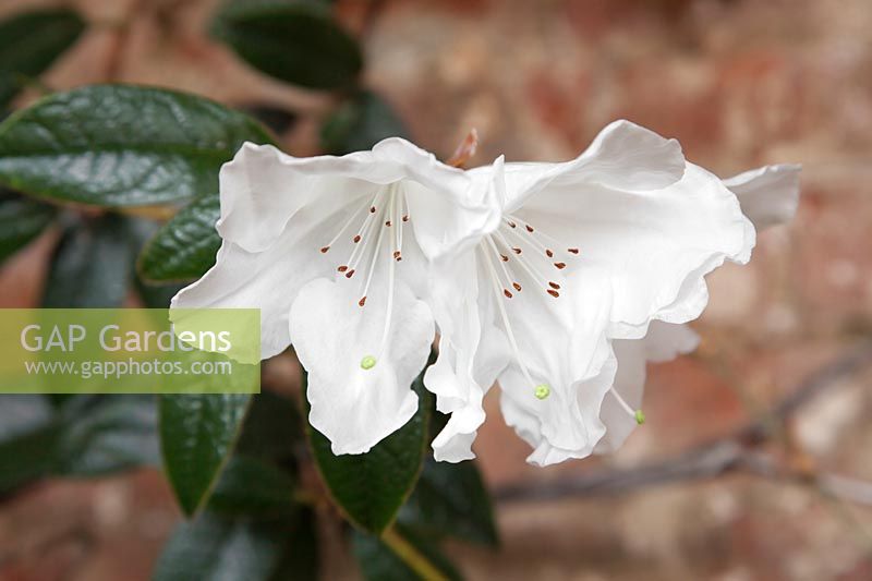 Rhododendron maddenii, syn. R.brachysiphon 