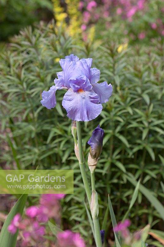 Iris 'Baja Blue' - flower against foliage backdrop