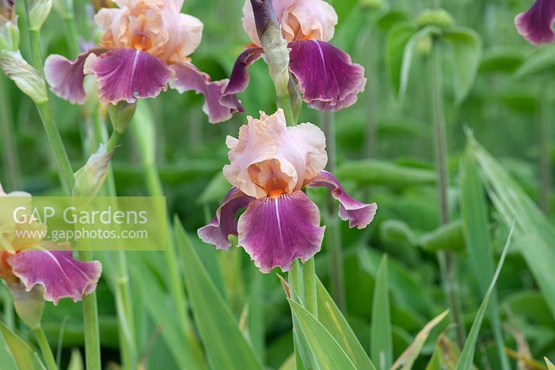Iris 'Carnaby' - Tall Bearded Iris