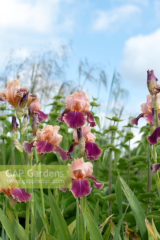 Iris 'Carnaby' - Tall bearded Iris 