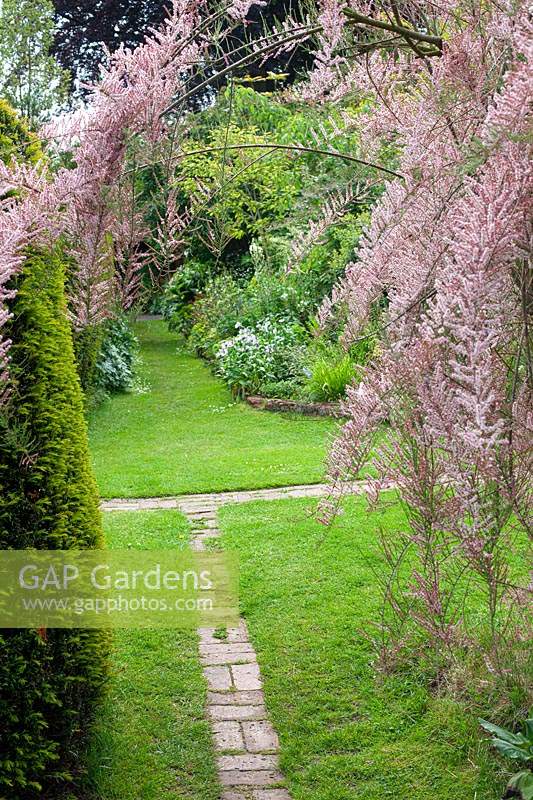 Looking down on lawn with narrow brick path, Tamarix gallica - French Tamarisk - overhead
