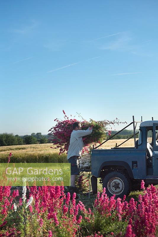 Flower farmer piling bunches of cut Delphinium consolida onto land rover.
