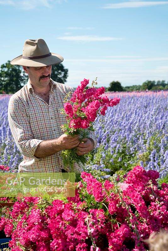 Man bunching up cut Delphinium consolida flowers on flower farm. 