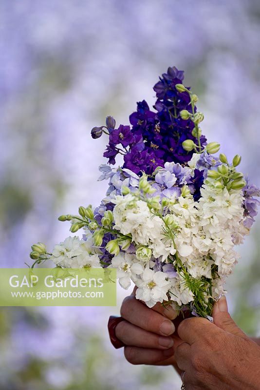 Florist making bouquet of blue and white delphiniums at flower farm.
