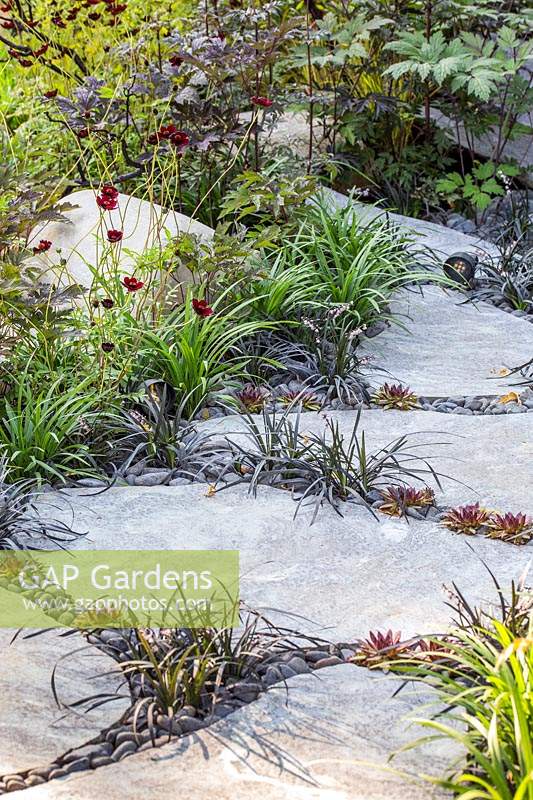 Stepping stone path with Ophiopogon nigrescens, Sempervivum and 
decorative pebbles in the 'Elements Mystique Garden', sponsored by 
Elements Garden Design 