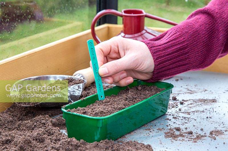 Woman adding plant label to newly sown seedtray containing Cleome hassleriana