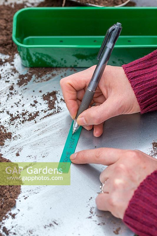 Woman writing label for newly sown Cleome hassleriana