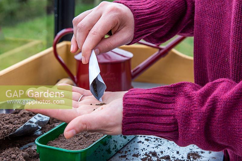 Woman pouring Cleome hassleriana seeds into palm of hand from seed packet