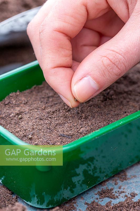 Woman sowing Cleome hassleriana seeds in seedtray