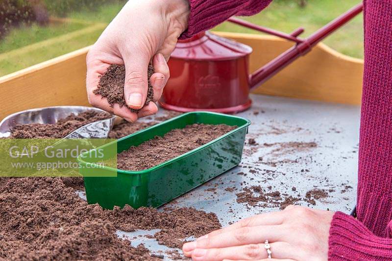 Woman covering seeds in seedtray with compost