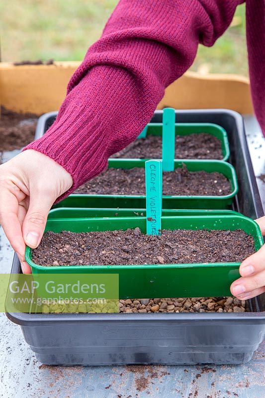 Woman placing seedtray into a propagator